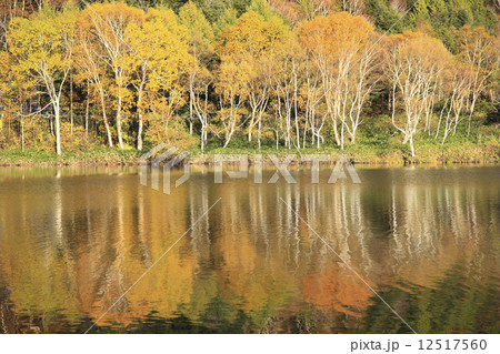 志賀高原の紅葉 12517560