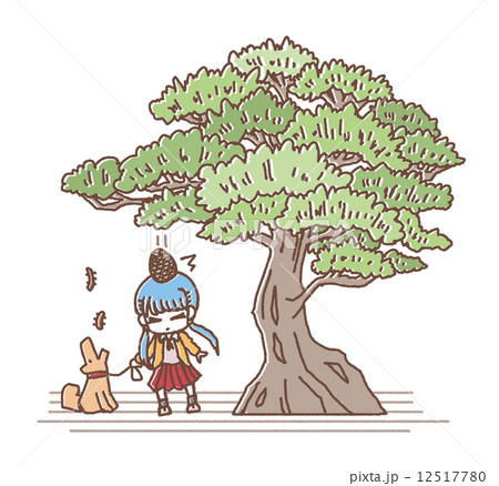 まつぼっくり 12517780