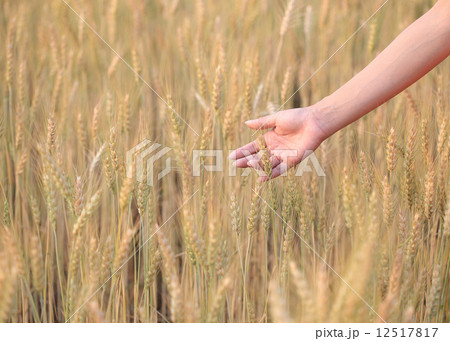 hand woman touch barley field of agriculture rural scene 12517817