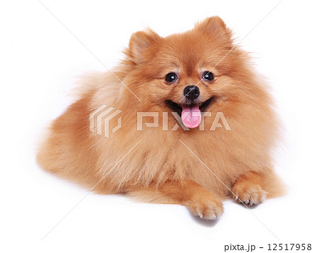 brown pomeranian dog isolated on white background, cute pet 12517958