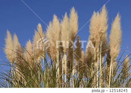 Pampas grass 12518245