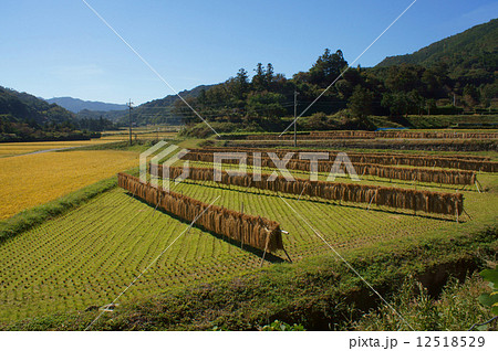 秋の田園風景 12518529