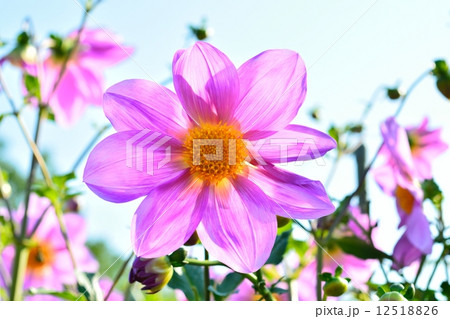 皇帝ダリア 12518826