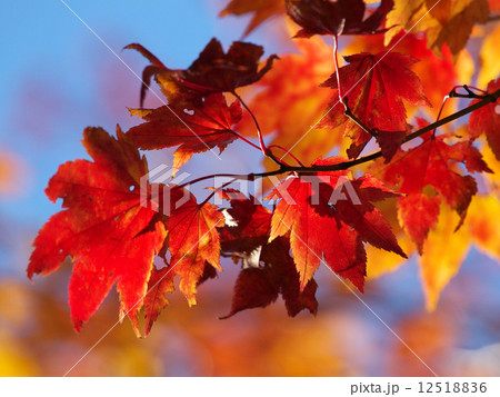 モミジ 12518836