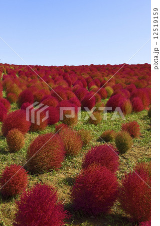 Kochia Scoparia Grass Kochia Scoparia Grass 12519159