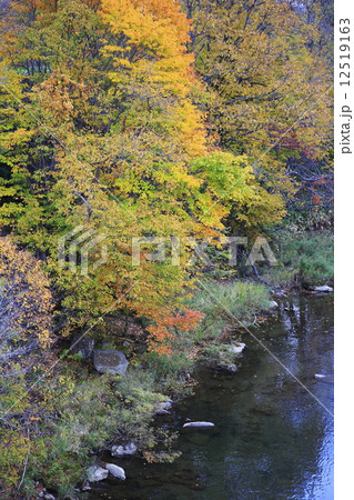 紅葉 12519163