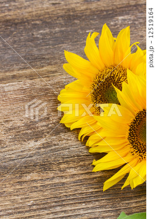 bright sunflower bright sunflower 12519164