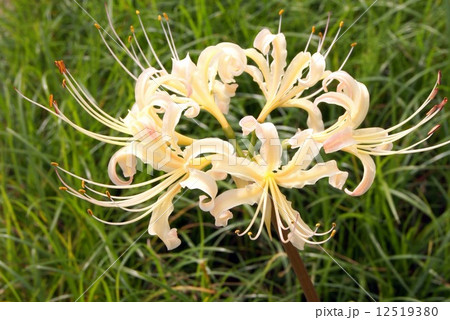 白いヒガンバナ(彼岸花):リコリス 白いヒガンバナ(彼岸花):リコリス 12519380