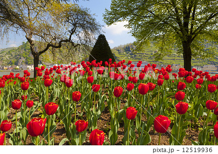 Exceptional view of a large red tulip bed 12519936