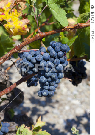 Ripe blue grapes before Vintage 12519992