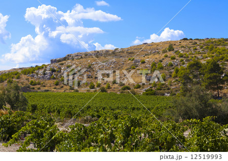 Grapevines in dry regions of southern France 12519993