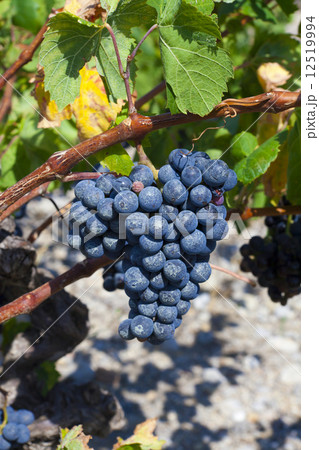 Ripe blue grapes 12519994
