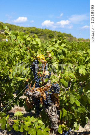 Grapevines in the south of France 12519998