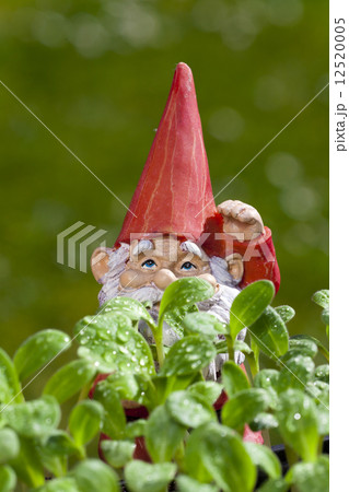 Small garden gnome behind borage plant Small garden gnome behind borage plant 12520005