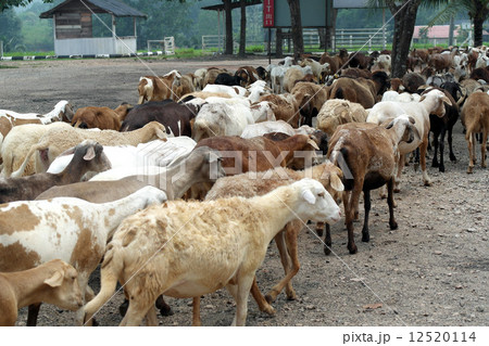 Sheep Sheep 12520114