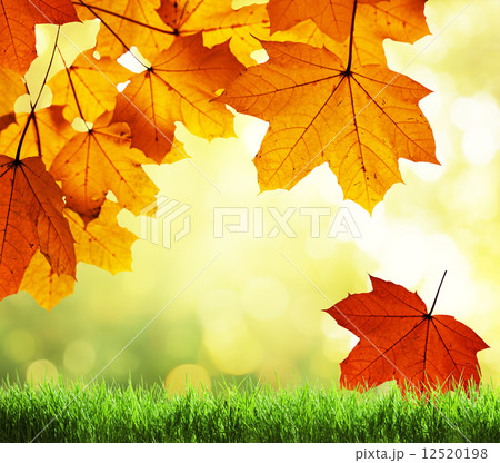 leaves in autumn forest 12520198