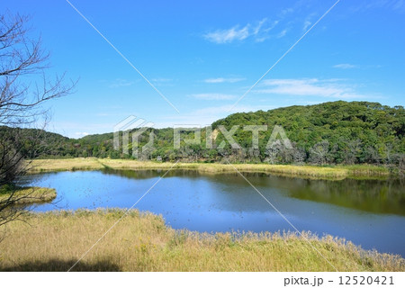 桶ｹ谷沼 12520421