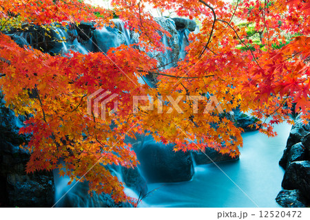 紅葉 桜山公園 12520472