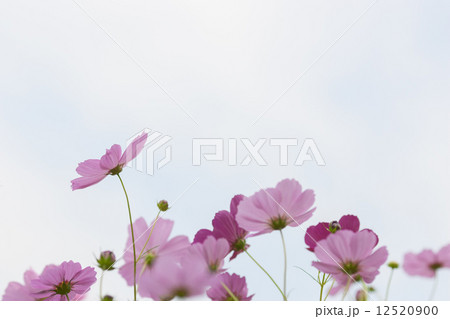 コスモス 12520900