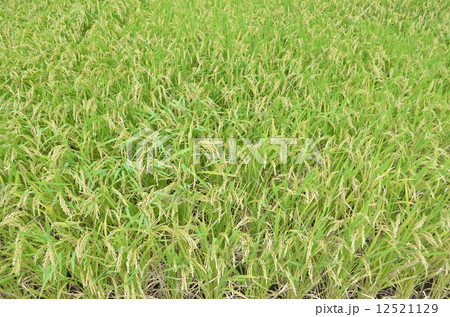 10月の刈り取り前の稲 10月の刈り取り前の稲 12521129