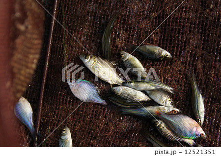 タナゴ・フナなどの淡水魚雑魚採集 12521351