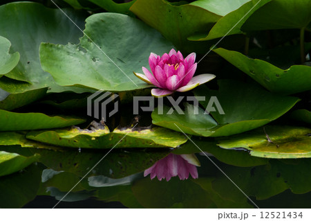 赤い睡蓮の花 12521434