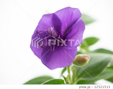 長い蕊を持つ紫紺野牡丹 長い蕊を持つ紫紺野牡丹 12521513