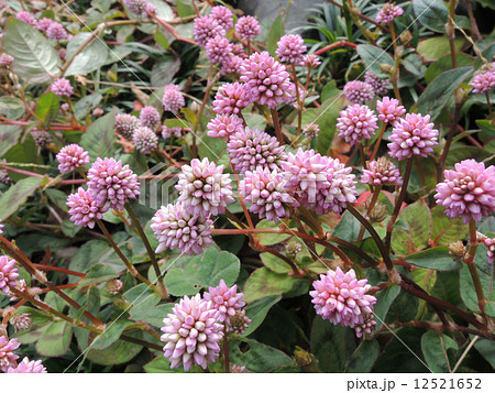 ヒメツルソバ 12521652