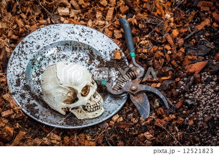 Human skull on stainless plate and coconut coir fiber Human skull on stainless plate and coconut coir fiber 12521823