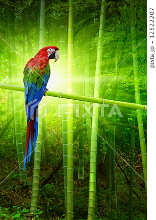 Big parrot Big parrot 12522207