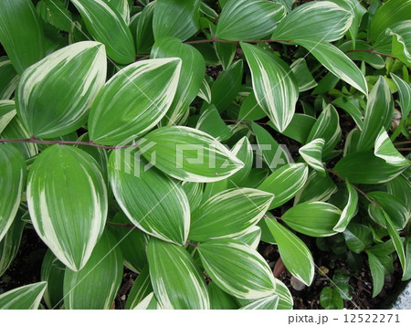 アマドロコかナルコユリ? アマドロコかナルコユリ? 12522271