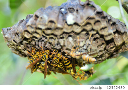 足長蜂の巣の写真素材 [12522480] - PIXTA