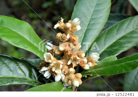 枇杷の花 12522481