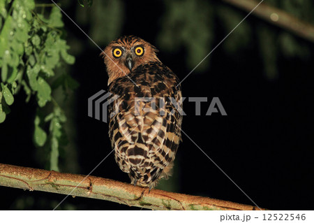 マレーウオミミズク 12522546