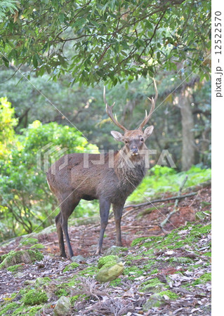 鹿 12522570