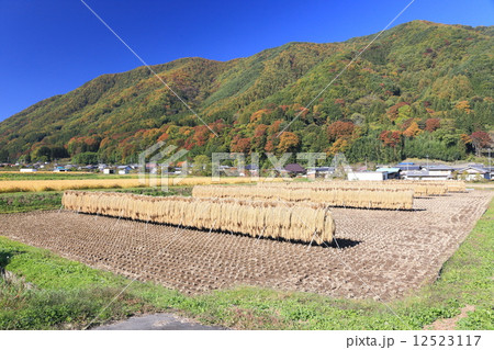 秋の田園風景 秋の田園風景 12523117