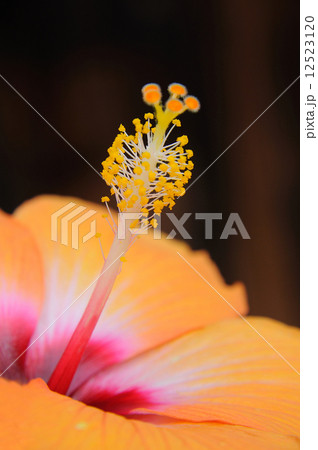 花 花 12523120