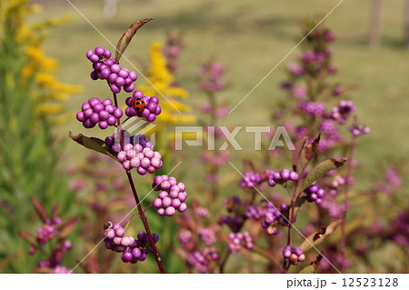 紫式部の実 12523128