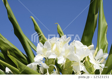 ハナシュクシャの花と青空 12523151