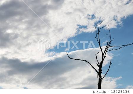 木のシルエットと空 木のシルエットと空 12523158
