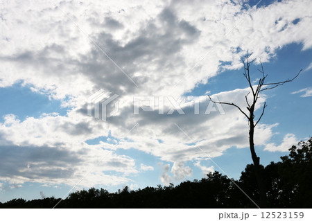 木のシルエットと空 木のシルエットと空 12523159