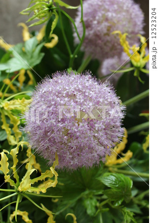 アリウムギガンチウムの花のアップ 12523204