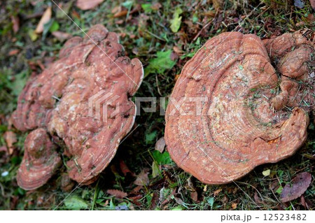 見事なサルノコシカケ　二個 12523482