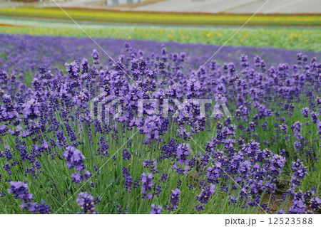 中富良野ラベンダー園の花畑 12523588