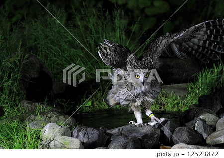 北海道・羅臼町のシマフクロウ 北海道・羅臼町のシマフクロウ 12523872