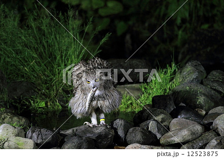 北海道・羅臼町のシマフクロウ 北海道・羅臼町のシマフクロウ 12523875