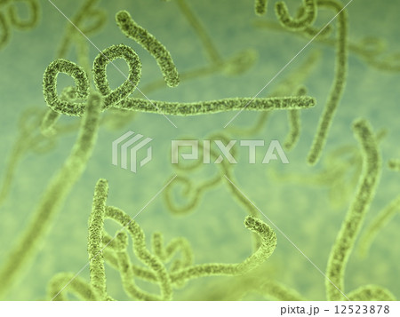 ウイルス 12523878