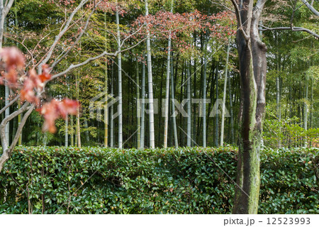 桂離宮　川端の笹垣 12523993