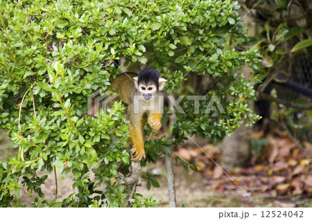 シャボテン公園 リスザル シャボテン公園 リスザル 12524042