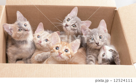 funny little kittens in a box funny little kittens in a box 12524111
